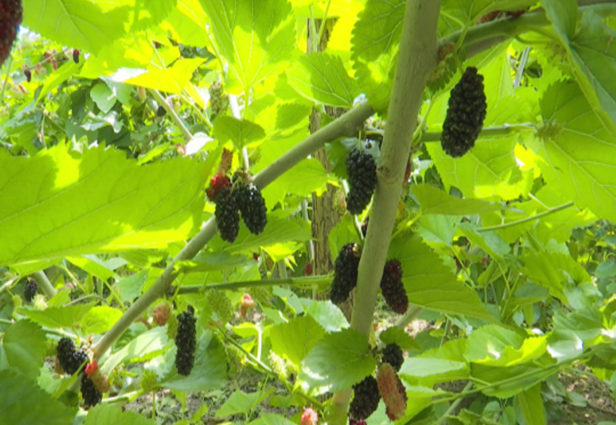 《中安在线》5月19日报道：埇桥大泽乡解锁农文旅融合新图景